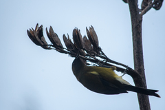 Anthornis melanura
