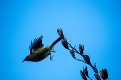 Anthornis melanura