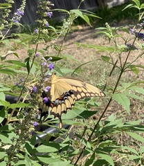 Papilioninae