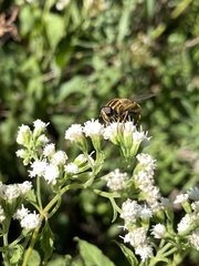 Helophilus latifrons