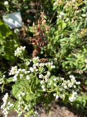 Helophilus latifrons