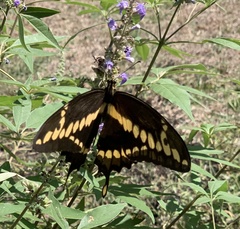 Papilioninae