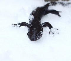 Ambystoma jeffersonianum