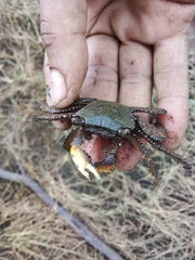 Goniopsis pulchra