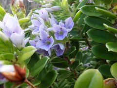 Veronica elliptica