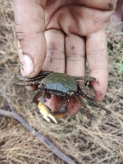 Goniopsis pulchra