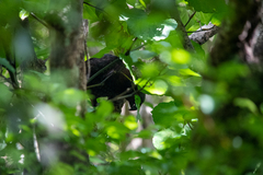 Nestor meridionalis septentrionalis