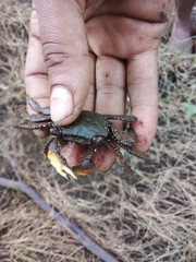 Goniopsis pulchra