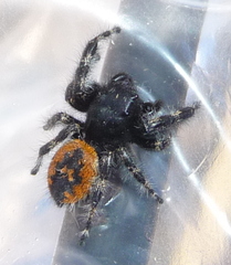 Phidippus borealis