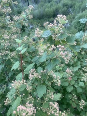 Physocarpus malvaceus