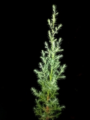 Cupressus torulosa