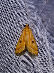 Eoophyla naumanni