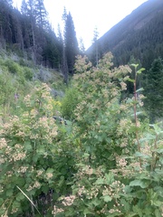 Physocarpus malvaceus