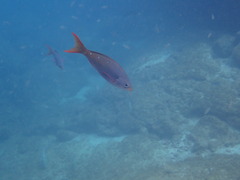 Cephalopholis colonus