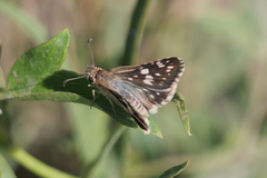 Burnsius orcynoides