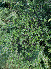 Coprosma propinqua