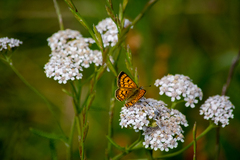 Lycaena