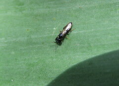 Chilepyris