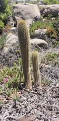 Trichocereus chiloensis litoralis