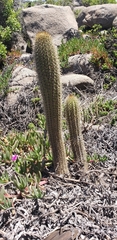Trichocereus chiloensis litoralis
