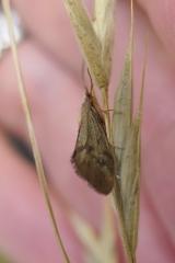 Pycnocentrodes aeris