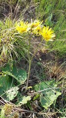 Berkheya speciosa