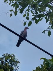 Patagioenas flavirostris