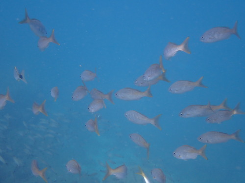 Golden snapper (Lutjanus inermis) — Lutjanidae — 3