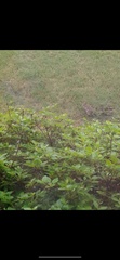 Leporidae