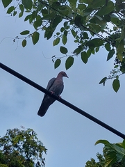Patagioenas flavirostris