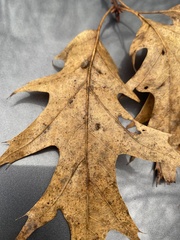 Macrodiplosis majalis