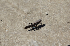 Oedipodinae