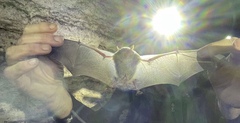 Myotis grisescens