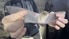 Myotis grisescens