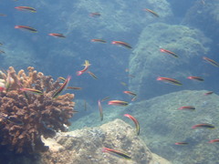 Thalassoma lucasanum