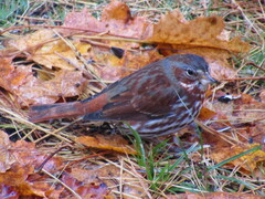 Passerella iliaca iliaca