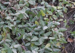 Lonicera