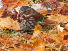 Passerella iliaca iliaca