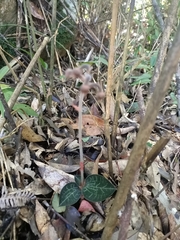 Anoectochilus formosanus