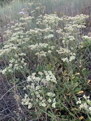 Eriogonum heracleoides