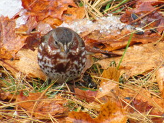 Passerella iliaca iliaca