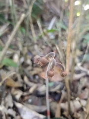 Anoectochilus formosanus