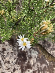 Olearia ledifolia