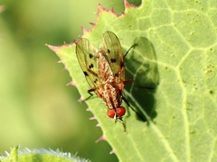Anthomyia punctipennis