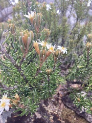Olearia ledifolia