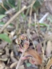 Anoectochilus formosanus