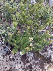 Olearia ledifolia
