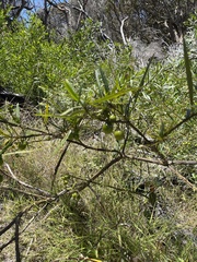 Solanum vescum