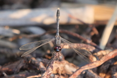 Erythrodiplax nigricans