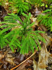 Dendrolycopodium dendroideum